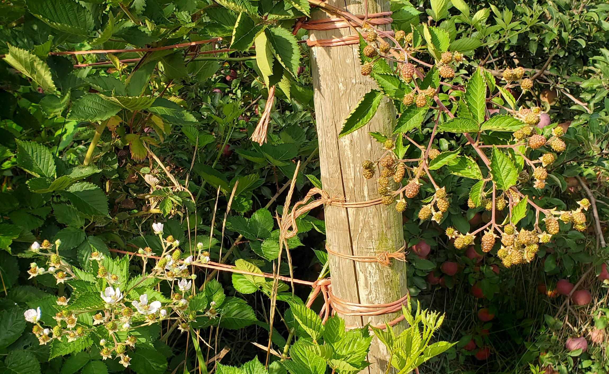 Blackberries blooming.